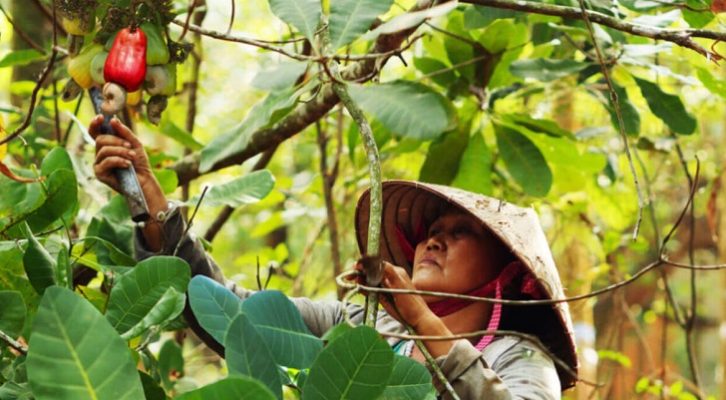 [Nổi Bật] Mùa Thu Hoạch Hạt Điều ở Việt Nam và trên thế giới